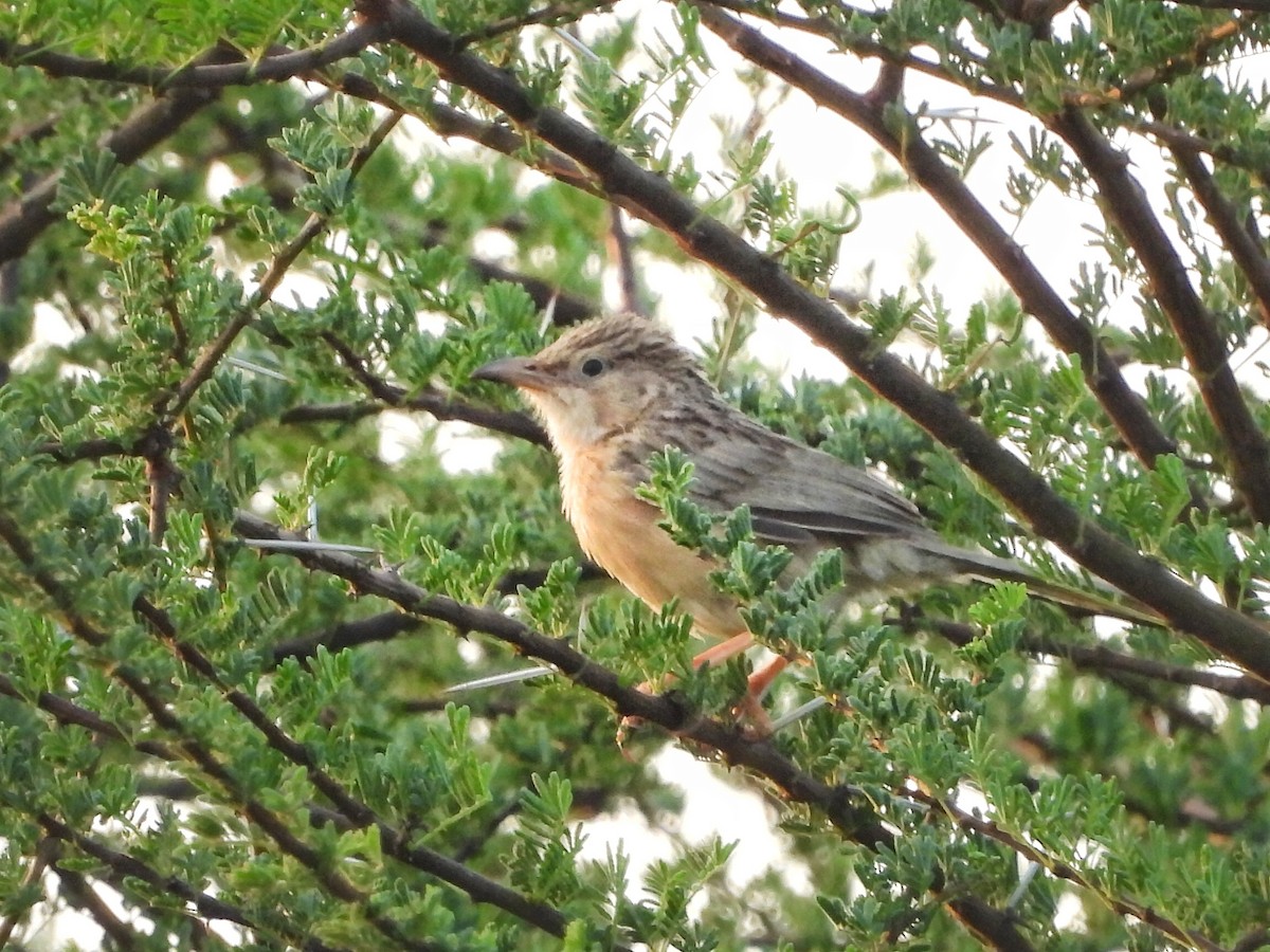 Common Babbler - ML620560025