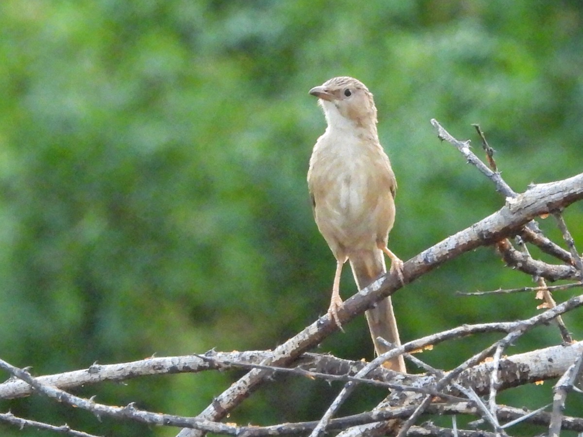 Common Babbler - ML620560026