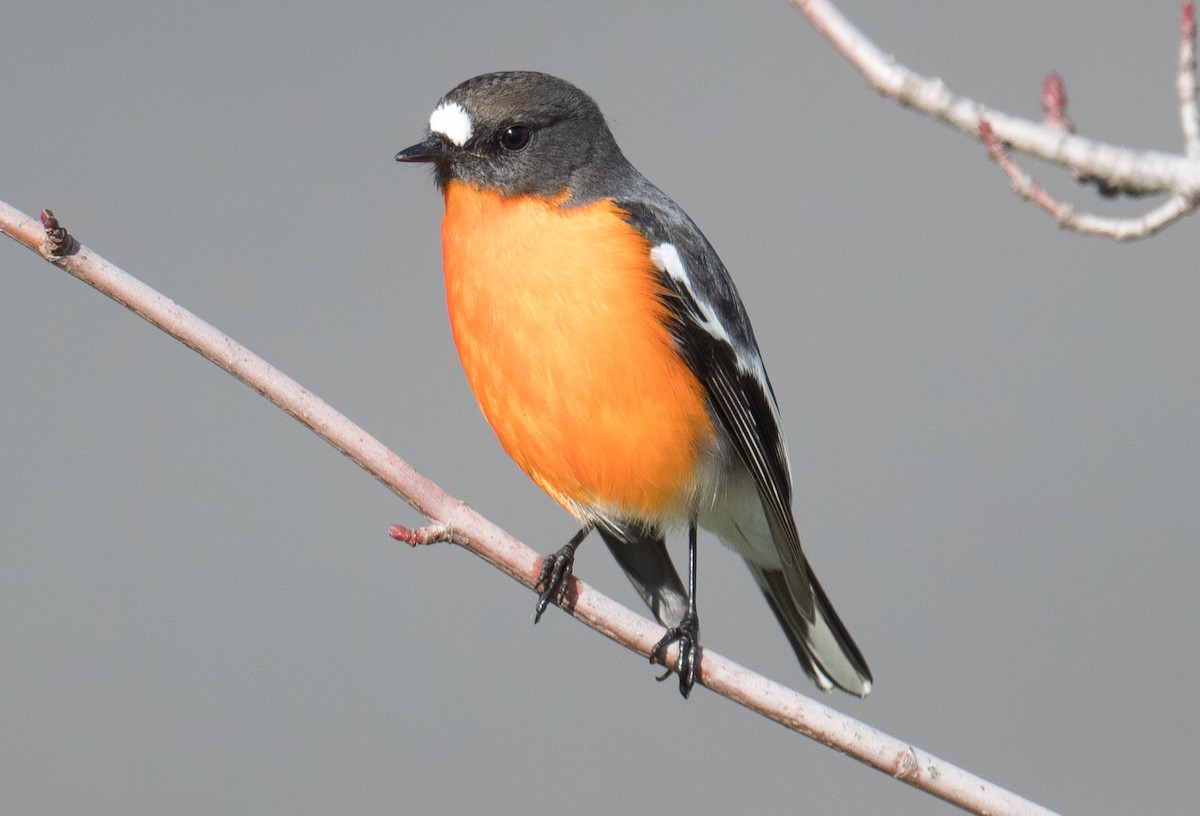 Flame Robin - ML620560028