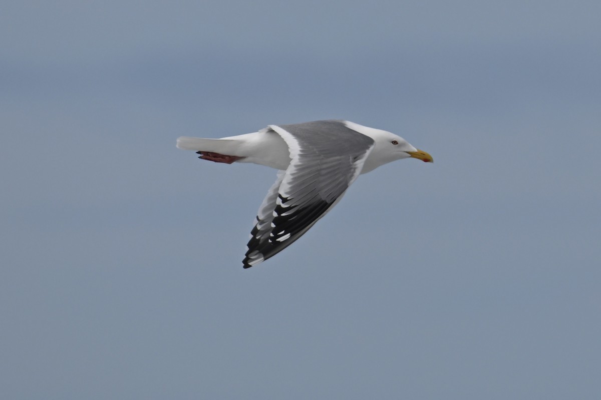 Herring Gull (Vega) - ML620560035