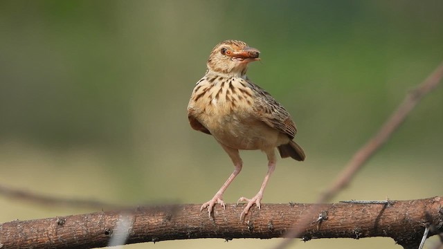 Jerdon's Bushlark - ML620560038