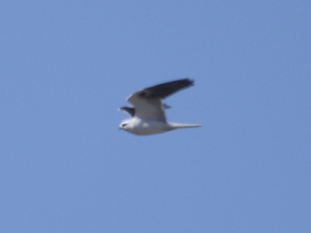 White-tailed Kite - Alan Bade