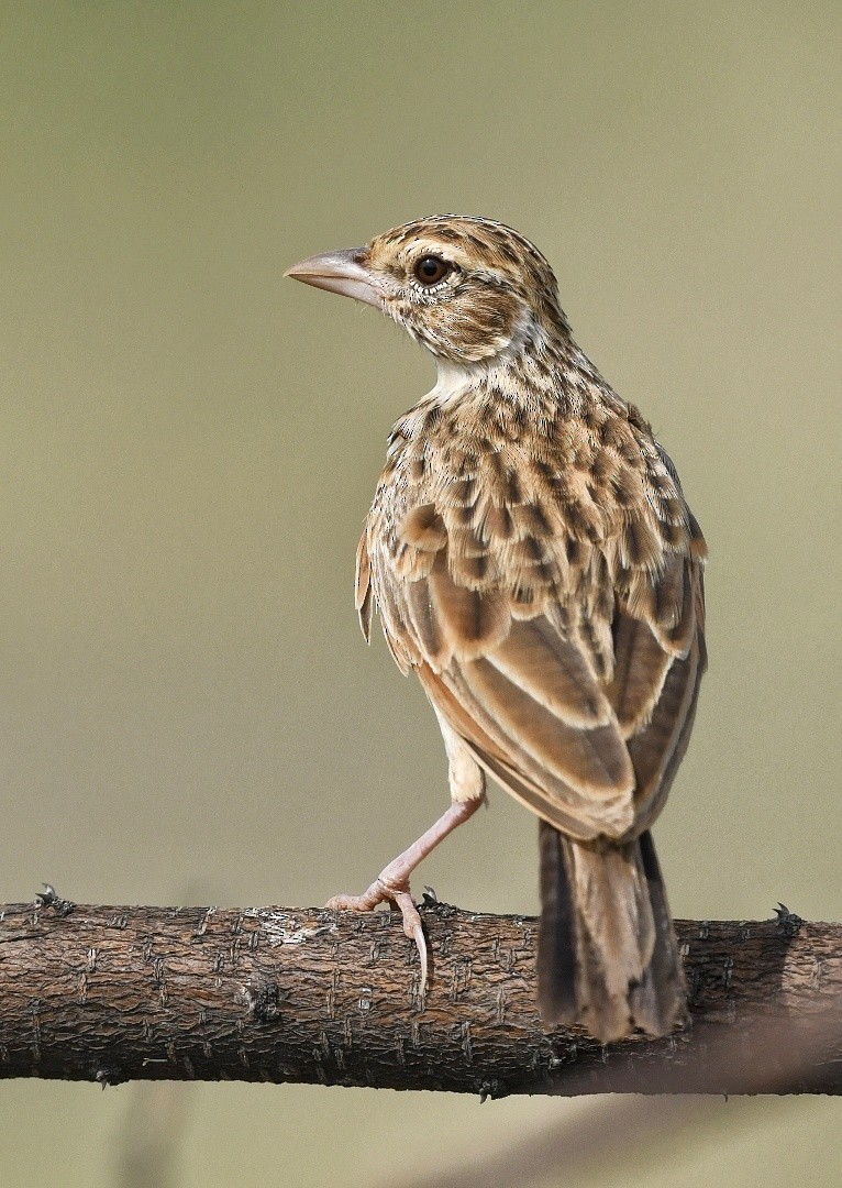 Indian Bushlark - ML620560051