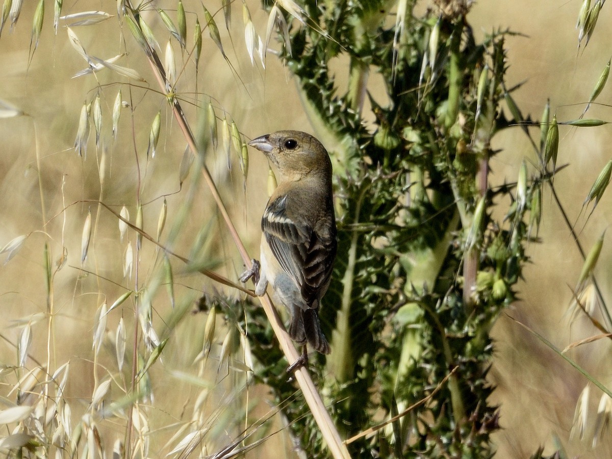 Lazuli Bunting - ML620560053