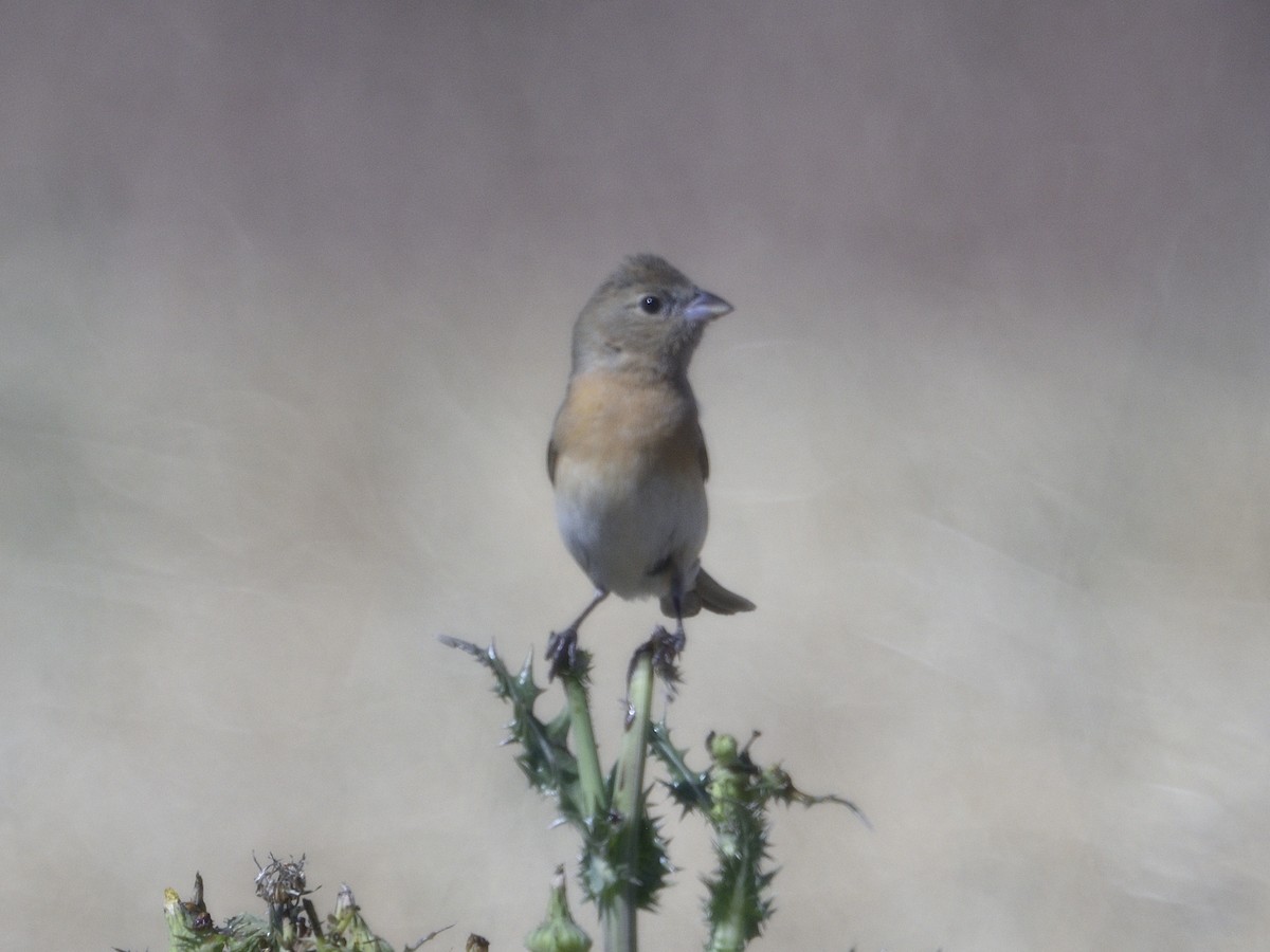 Lazuli Bunting - ML620560055