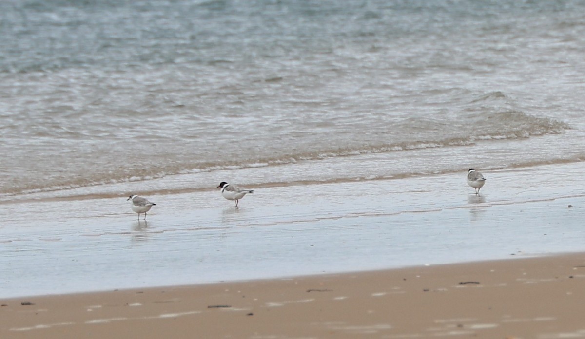 Hooded Plover - ML620560060