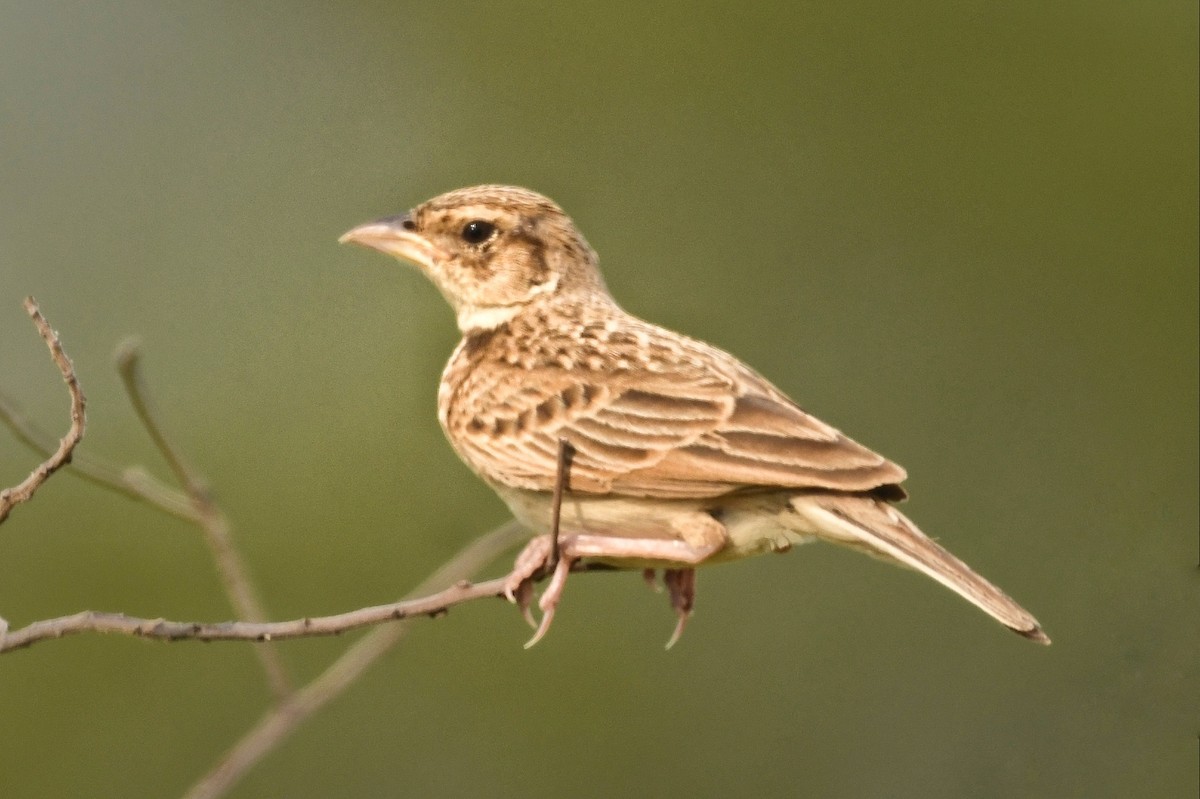 Singing Bushlark - ML620560063