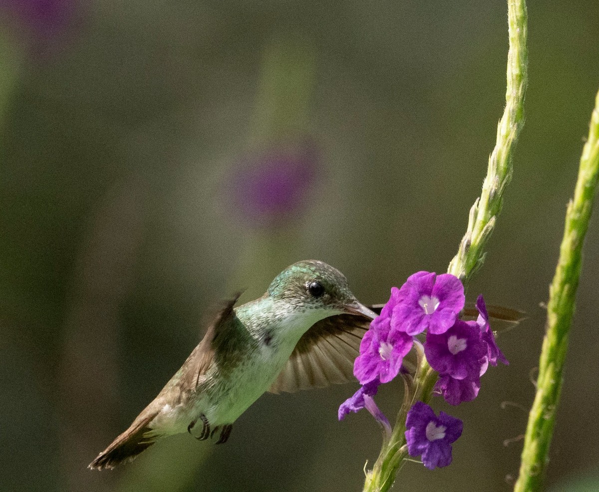 kolibřík zelenopláštíkový - ML620560074