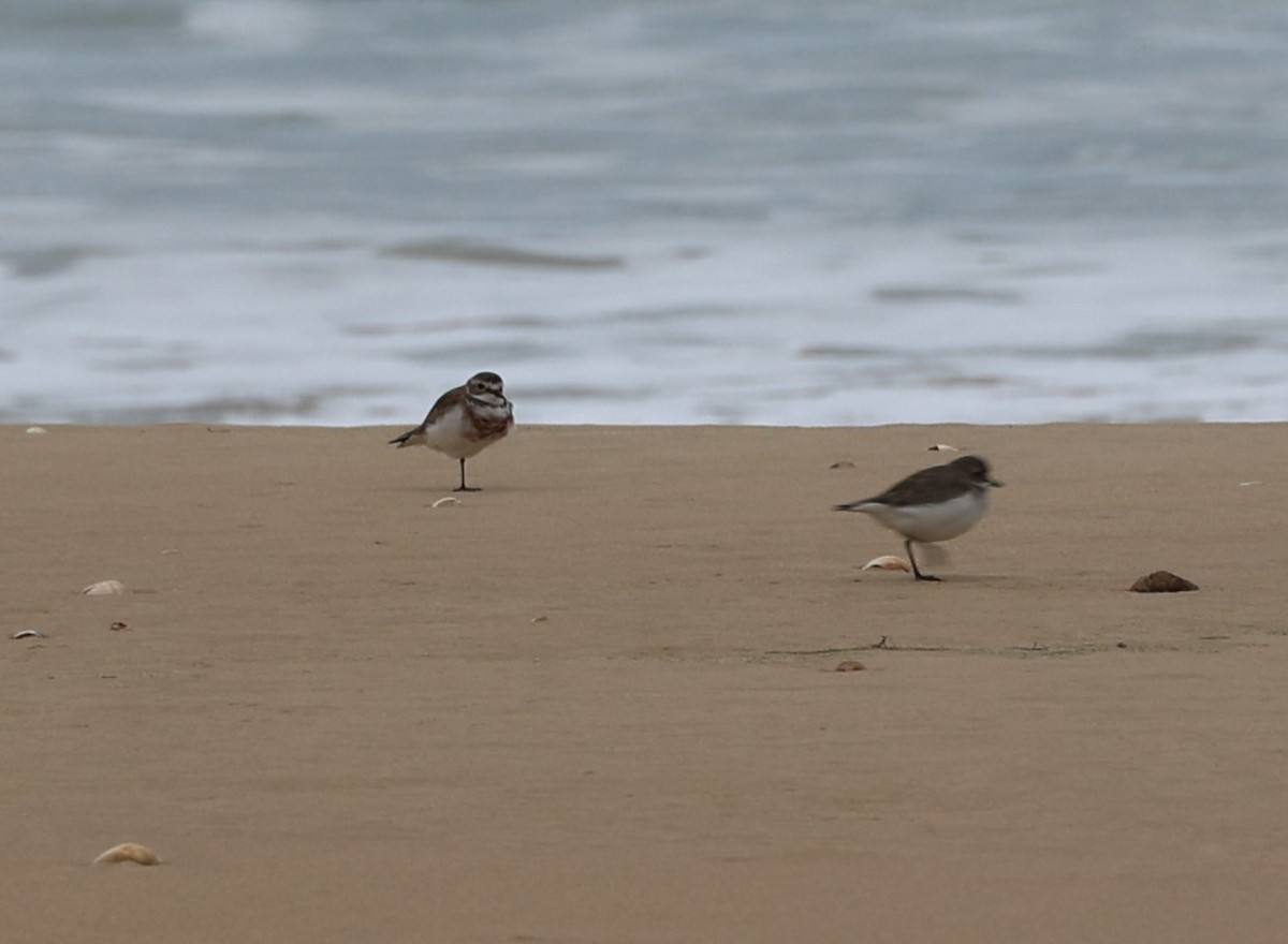 Double-banded Plover - ML620560075