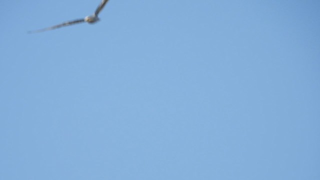 Black-winged Kite - ML620560076