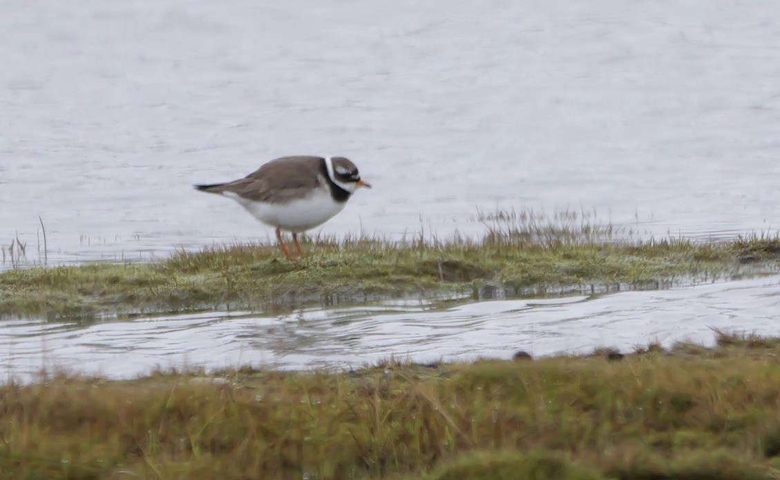 Common Ringed Plover - ML620560078