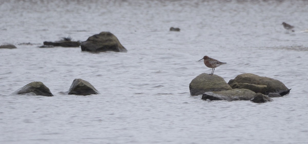 Curlew Sandpiper - Micah Riegner