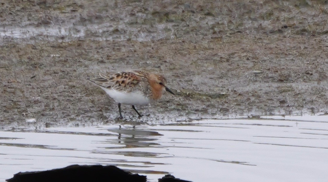 Rotkehl-Strandläufer - ML620560091