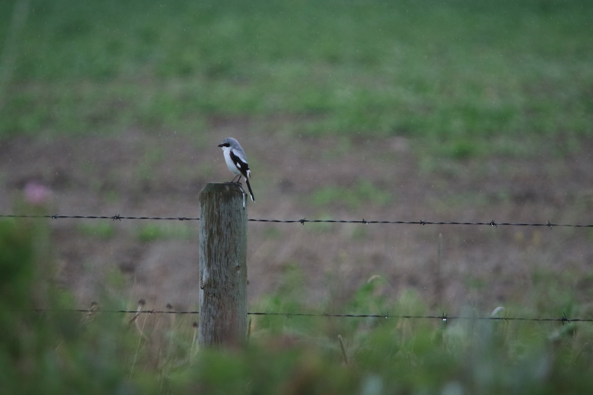 Loggerhead Shrike - ML620560126