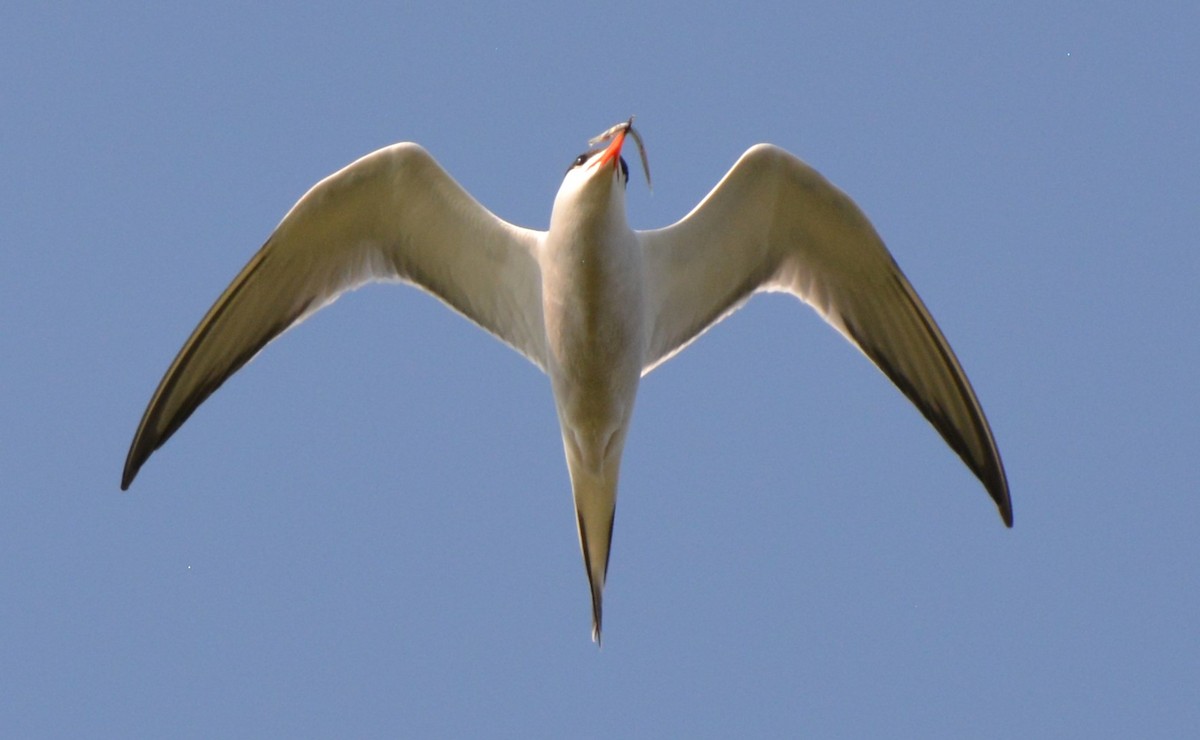 Common Tern - ML620560131