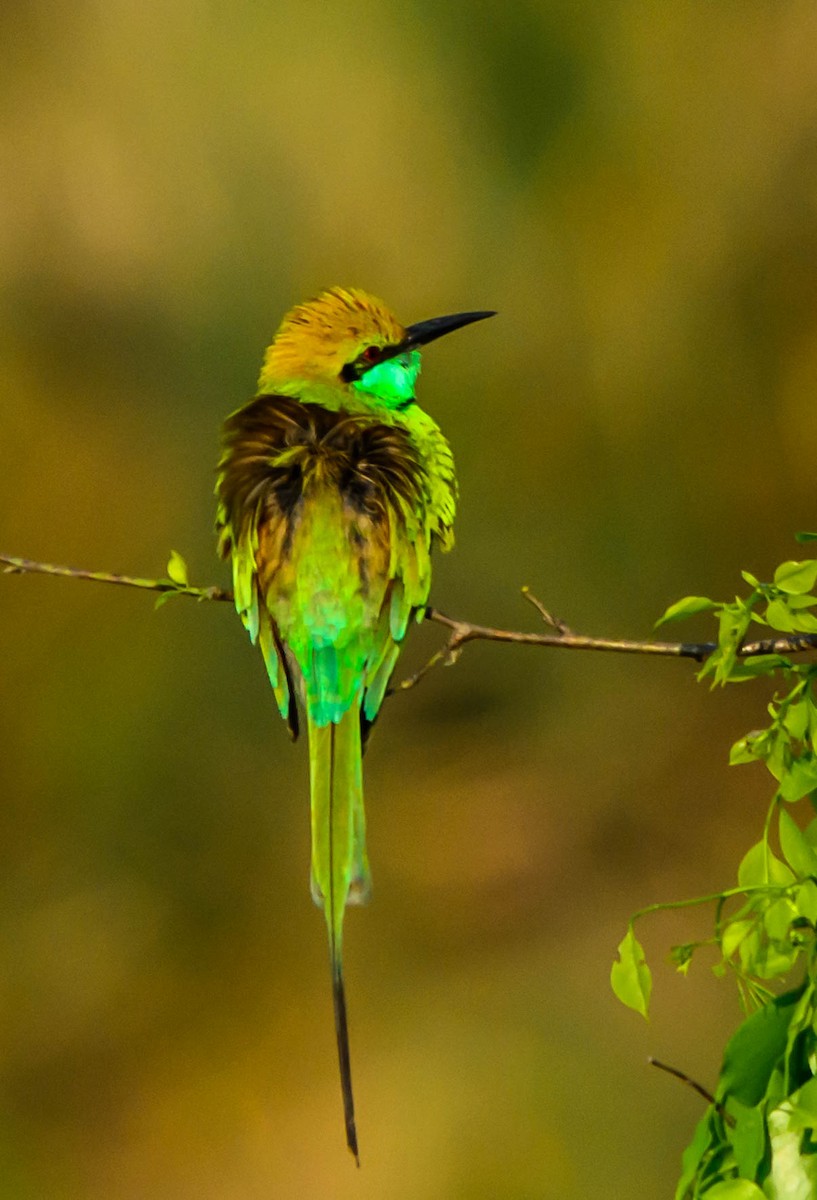 Asian Green Bee-eater - ML620560133