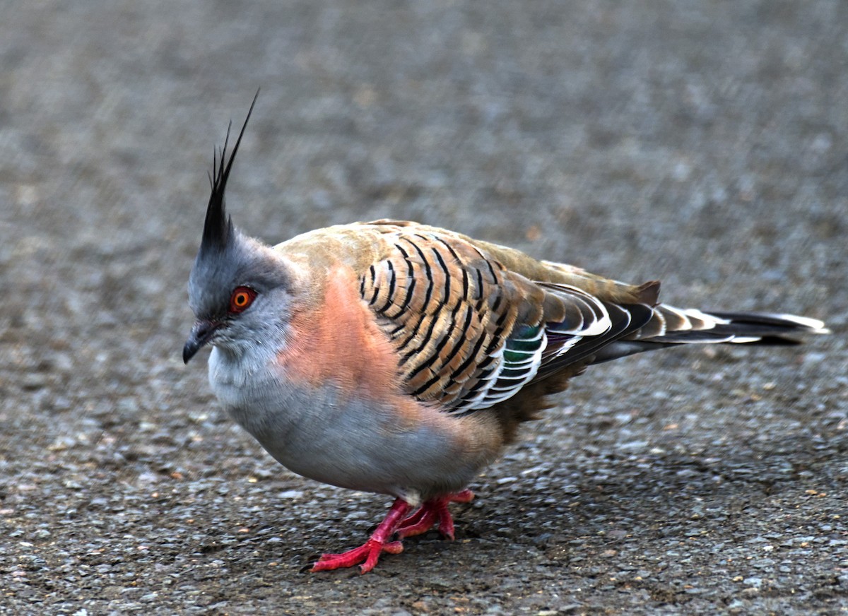 Crested Pigeon - ML620560135
