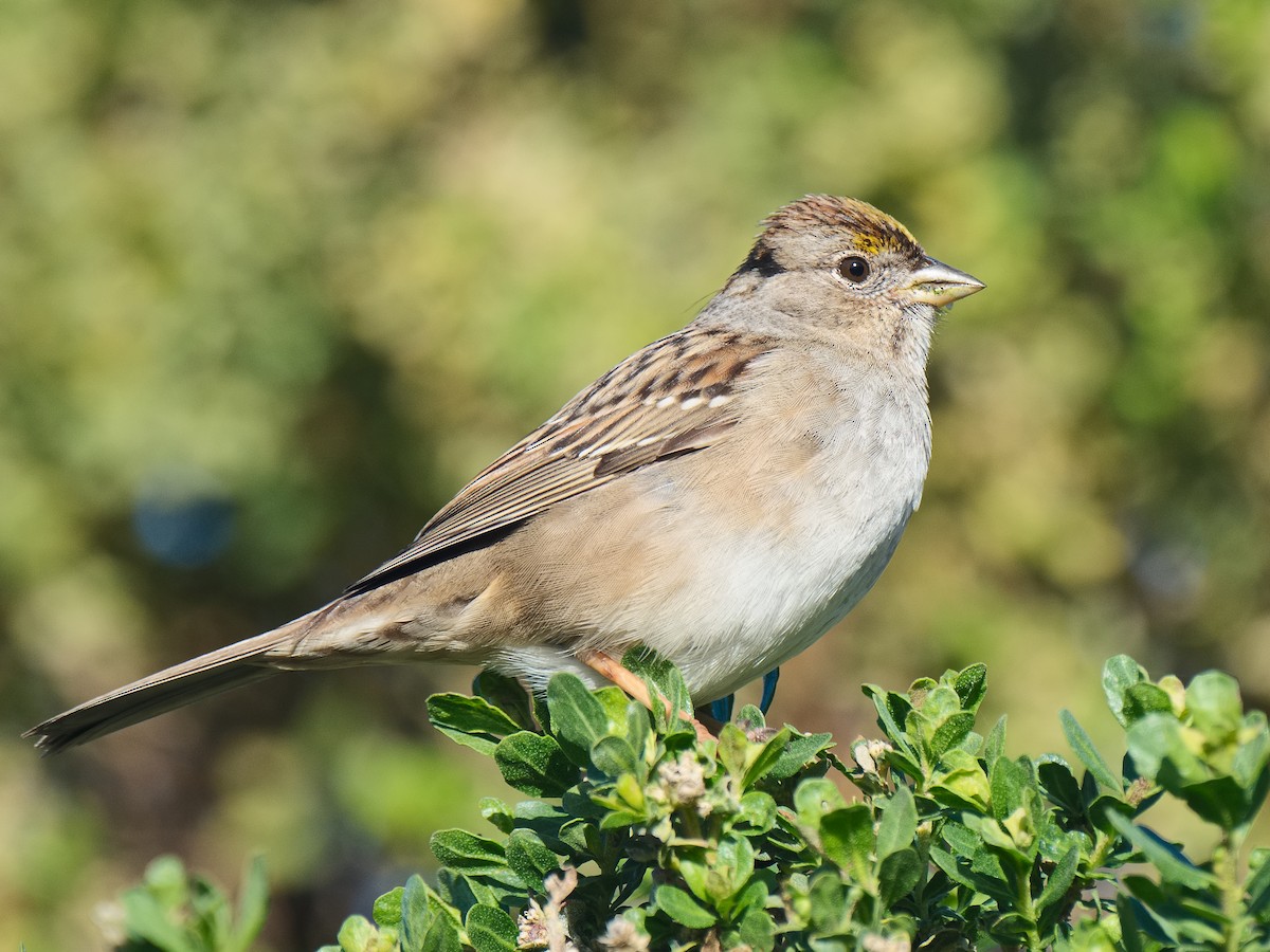 Golden-crowned Sparrow - ML620560140