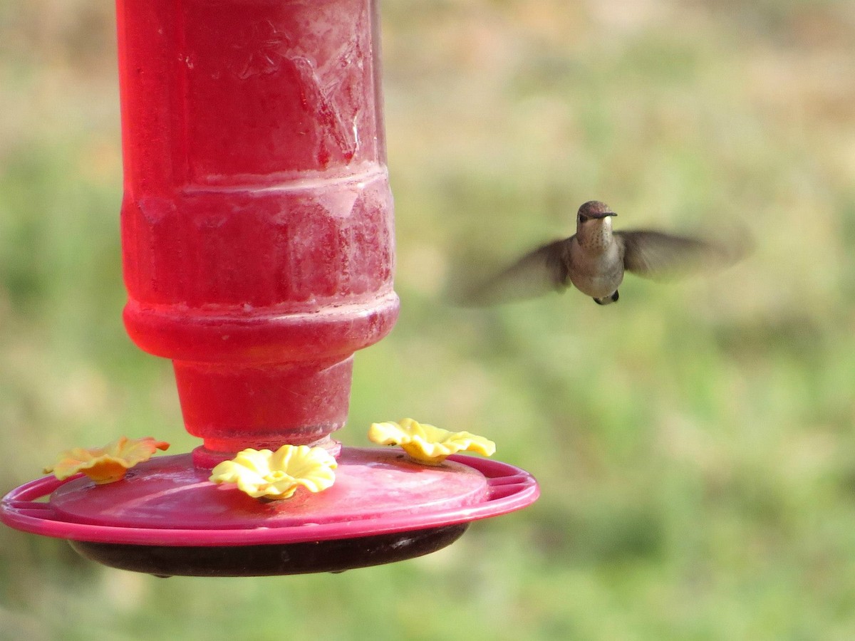 hummingbird sp. - ML620560144