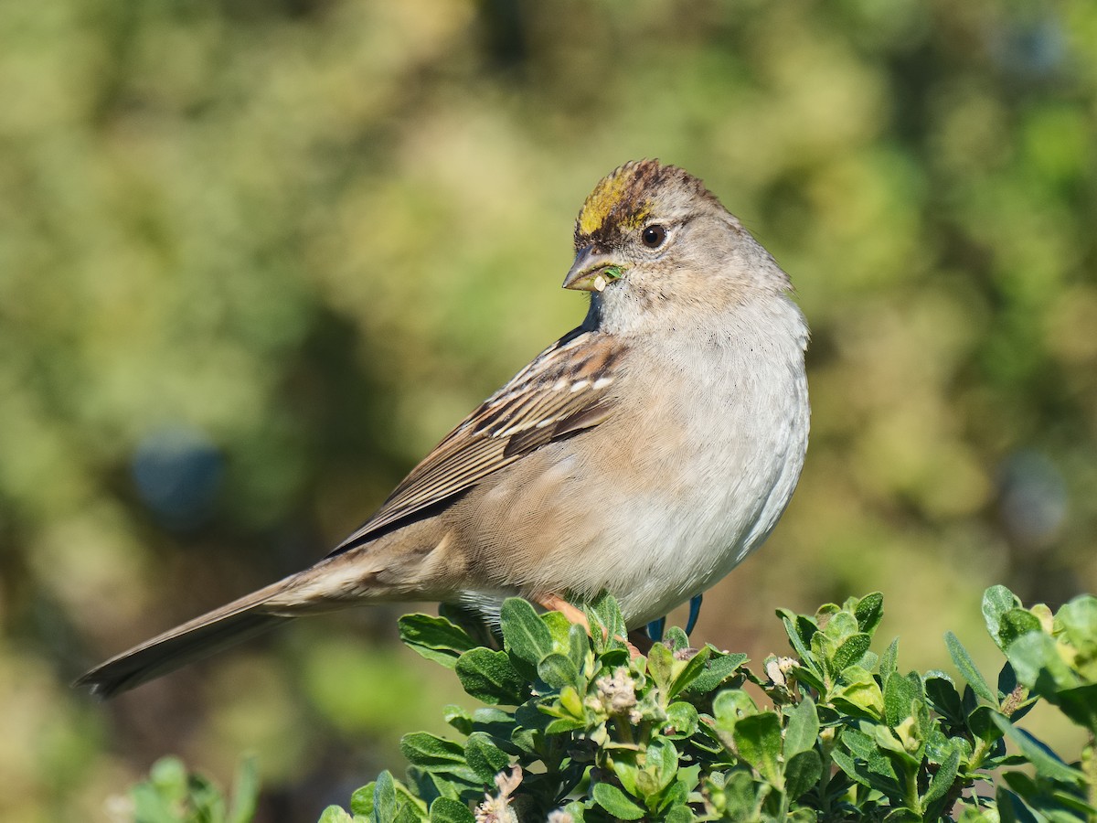 Golden-crowned Sparrow - ML620560145