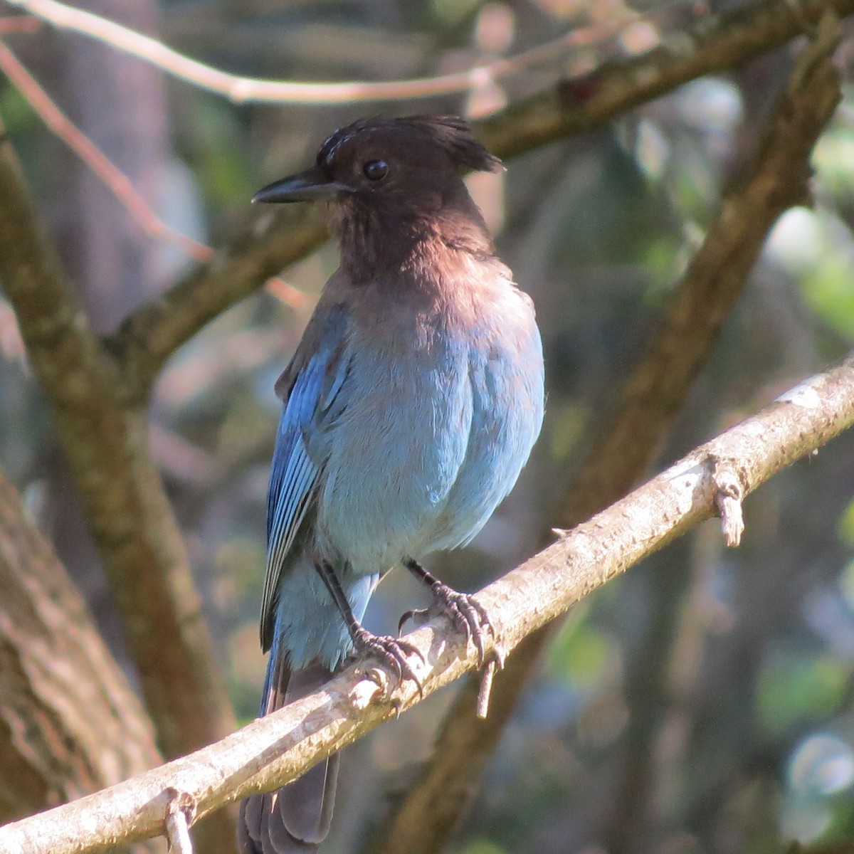 Steller's Jay - ML620560146