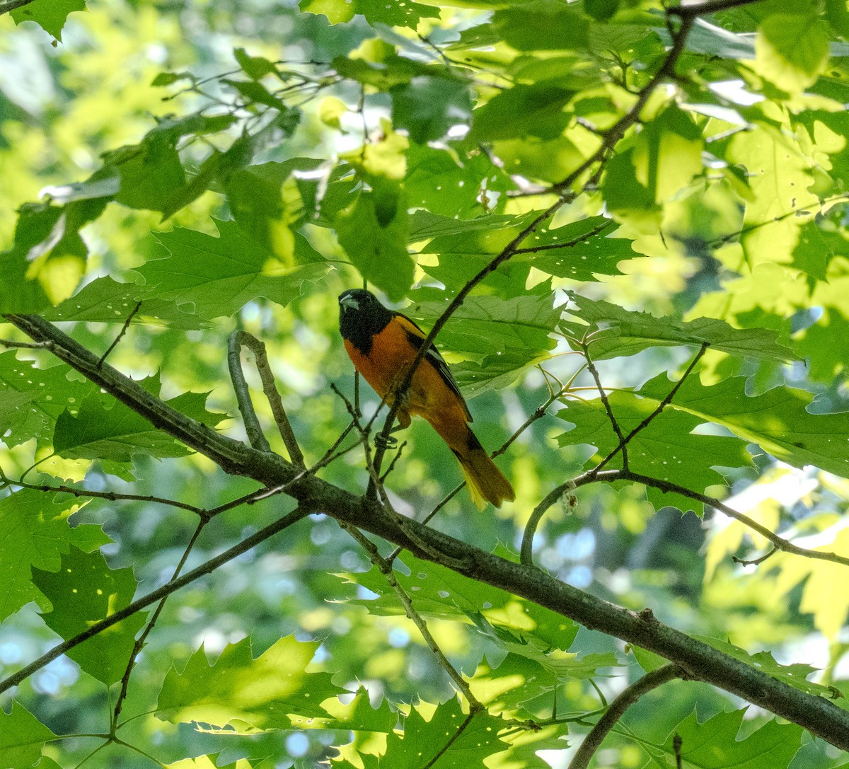 Baltimore Oriole - ML620560148