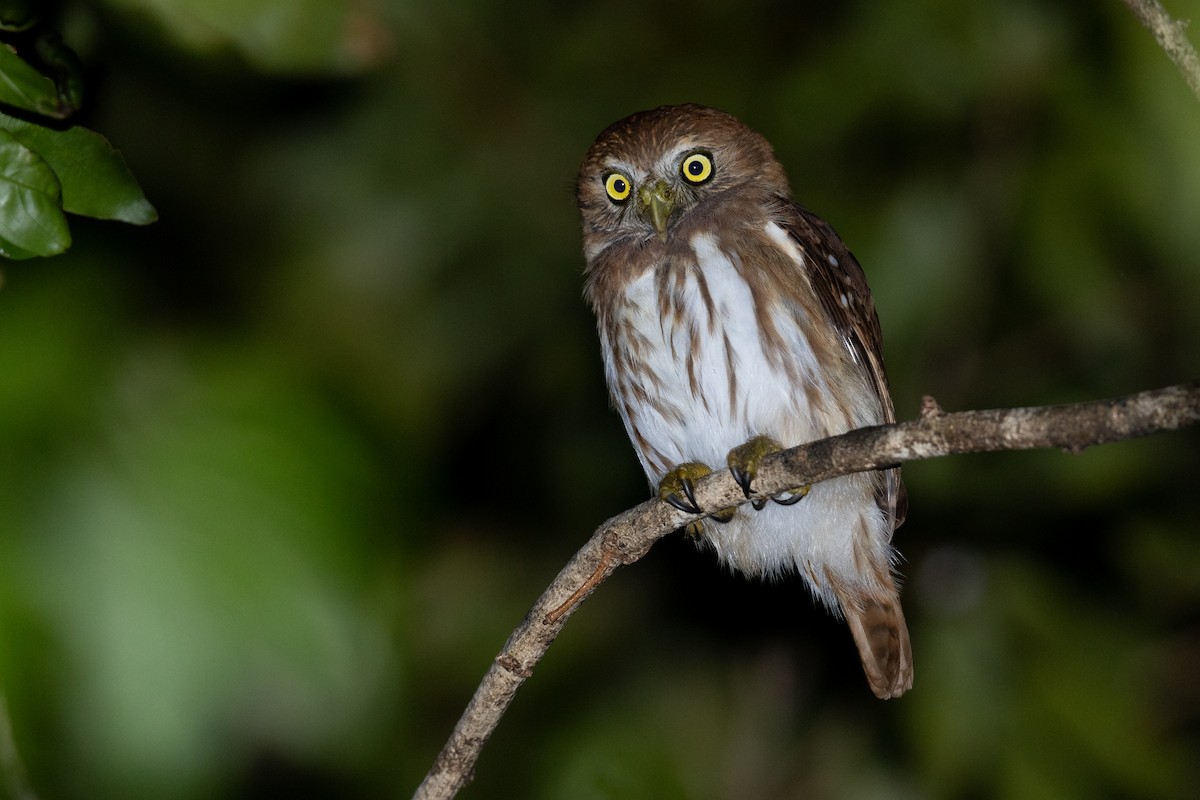 Ferruginous Pygmy-Owl - ML620560157