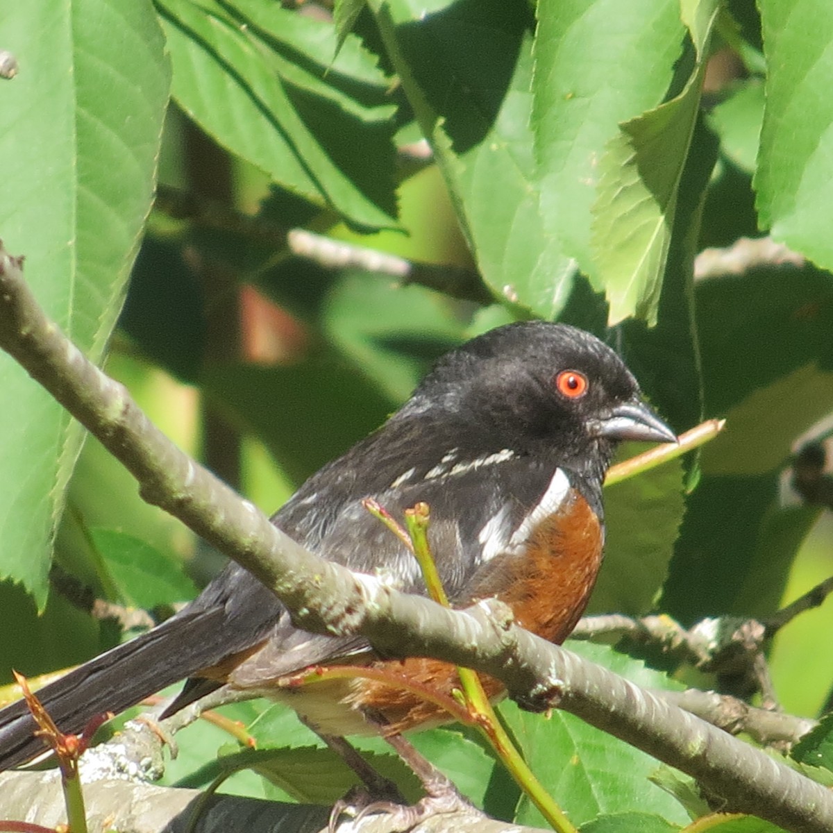 Spotted Towhee - ML620560158
