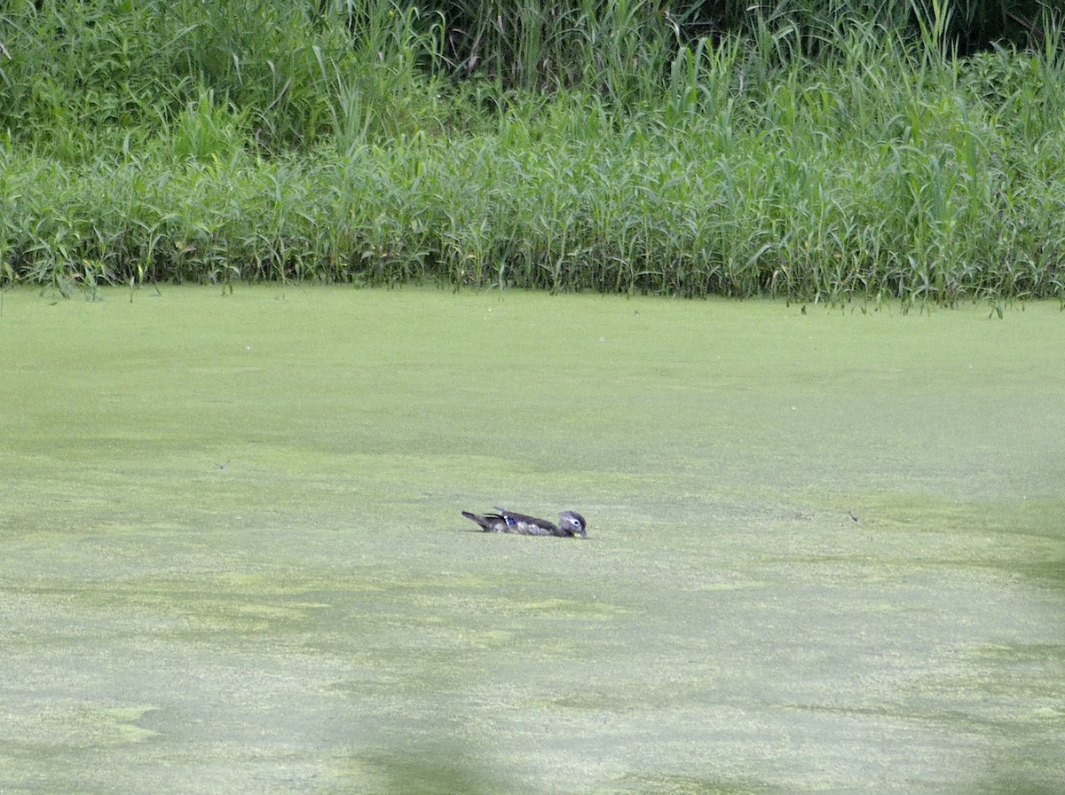 Wood Duck - ML620560164