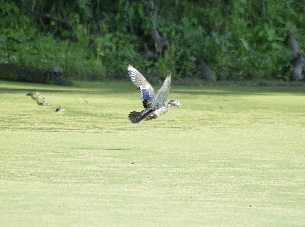 Wood Duck - ML620560165