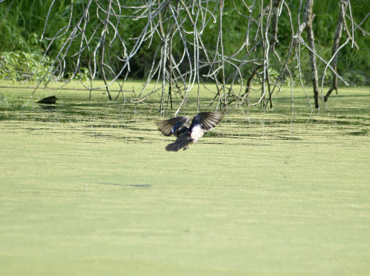 Wood Duck - ML620560166