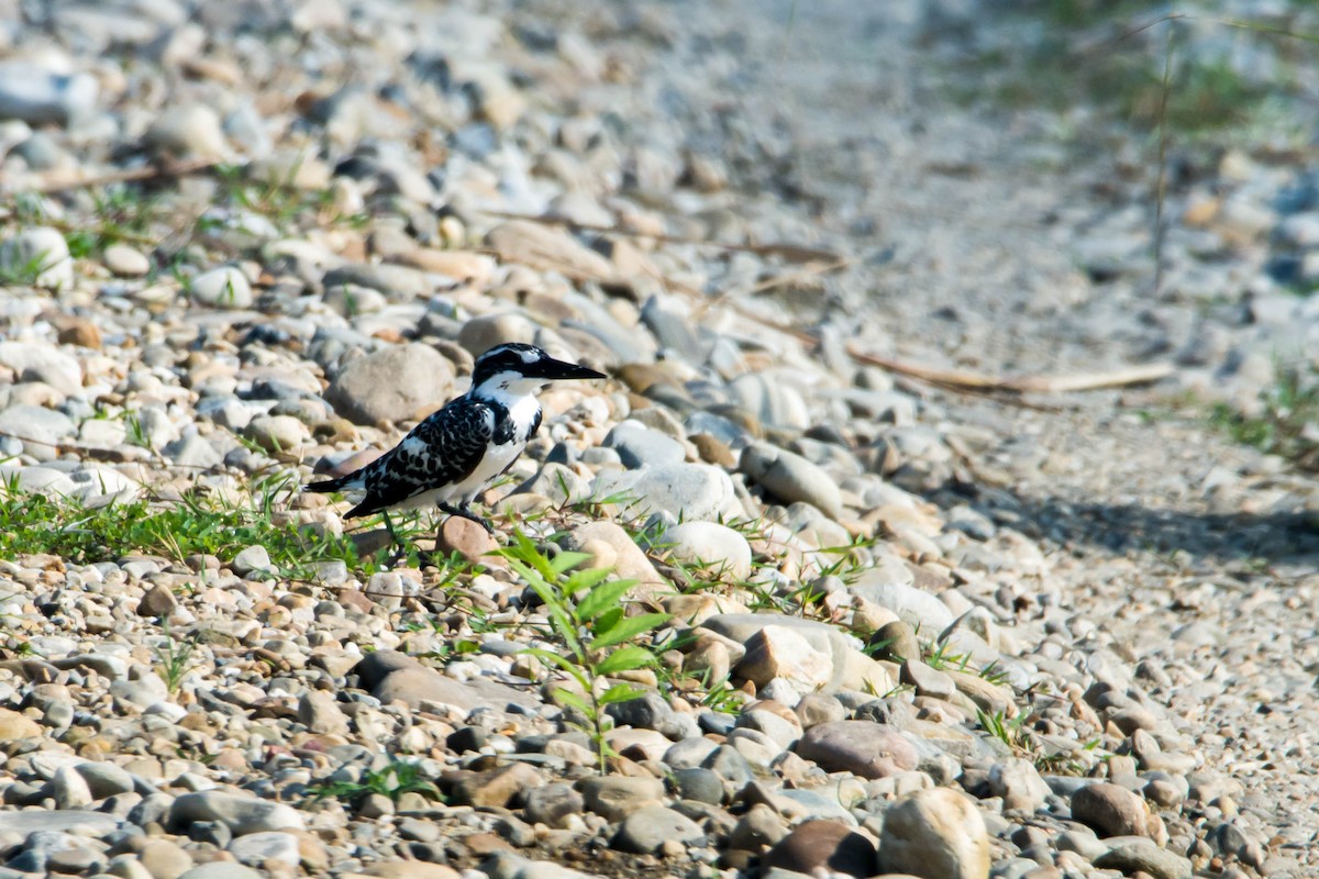 Pied Kingfisher - ML620560167