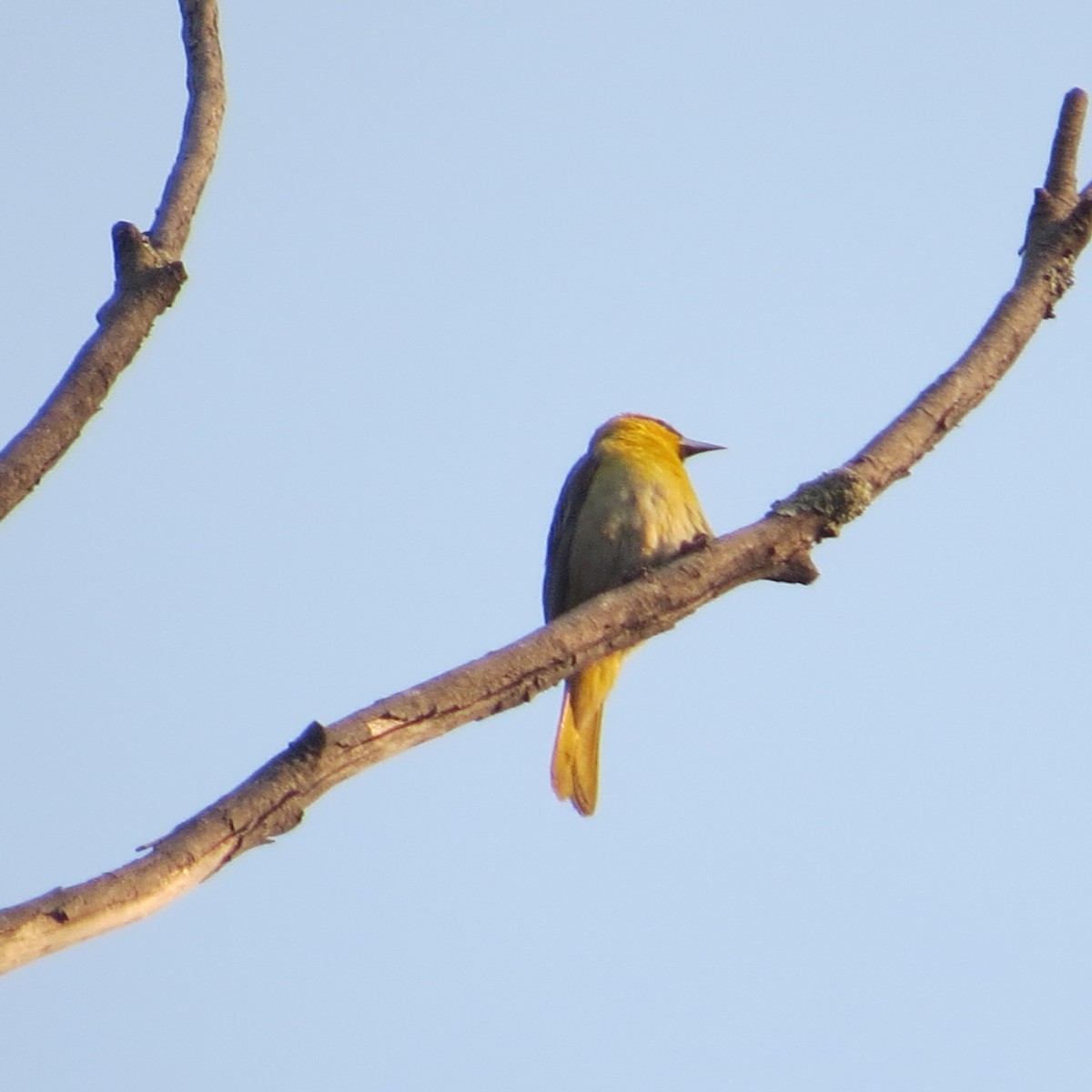 Bullock's Oriole - Mookie Fudemberg