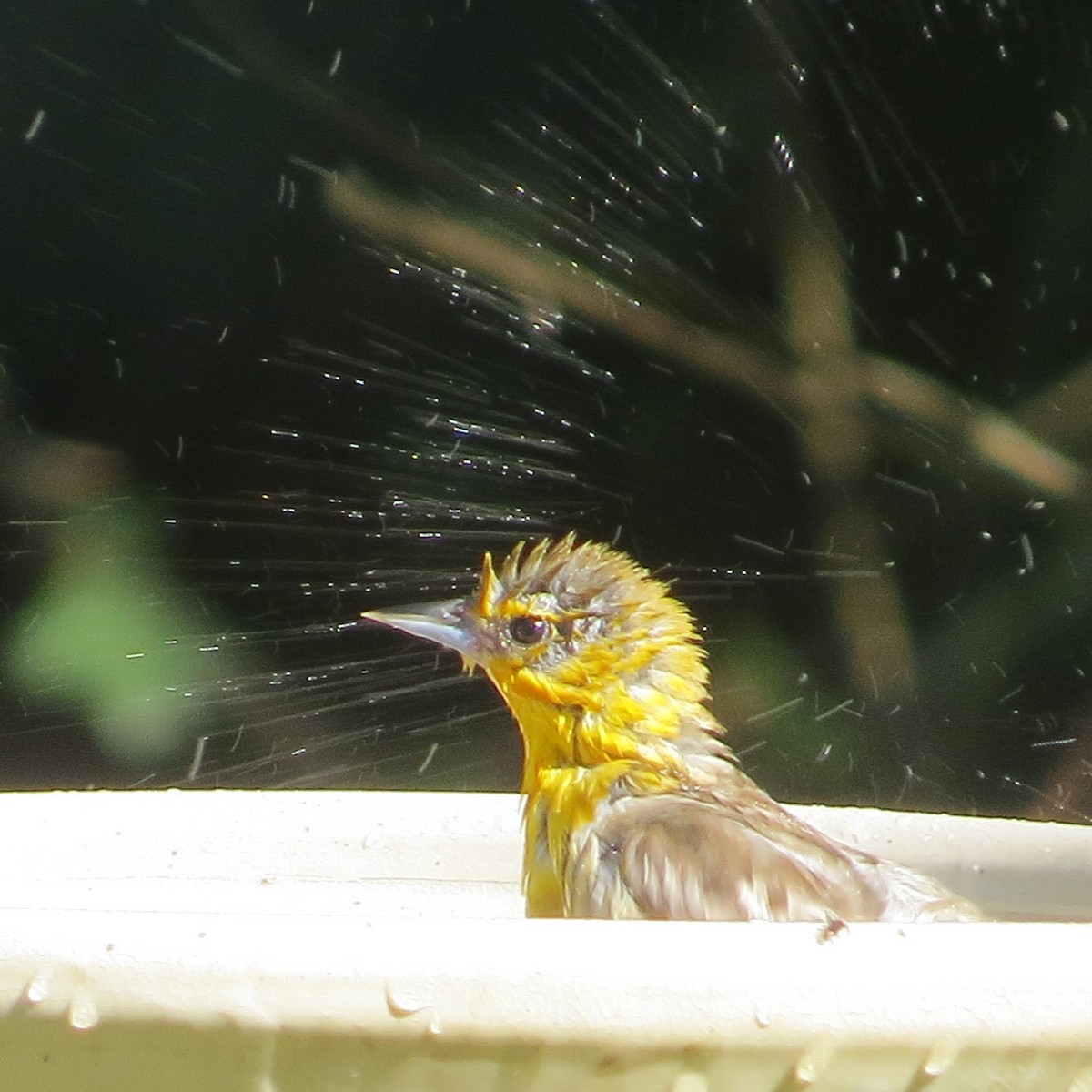 Bullock's Oriole - ML620560172