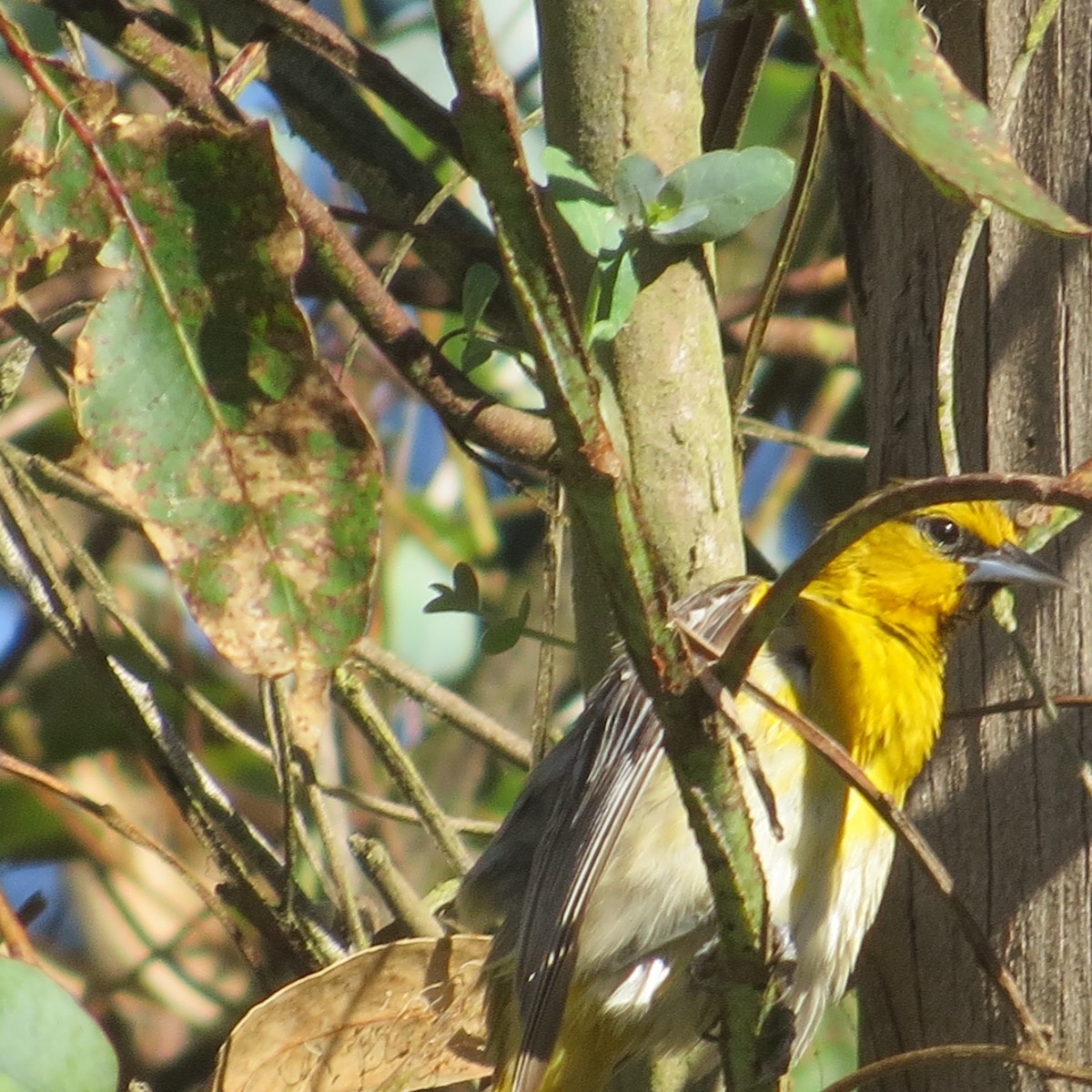 Bullock's Oriole - ML620560173