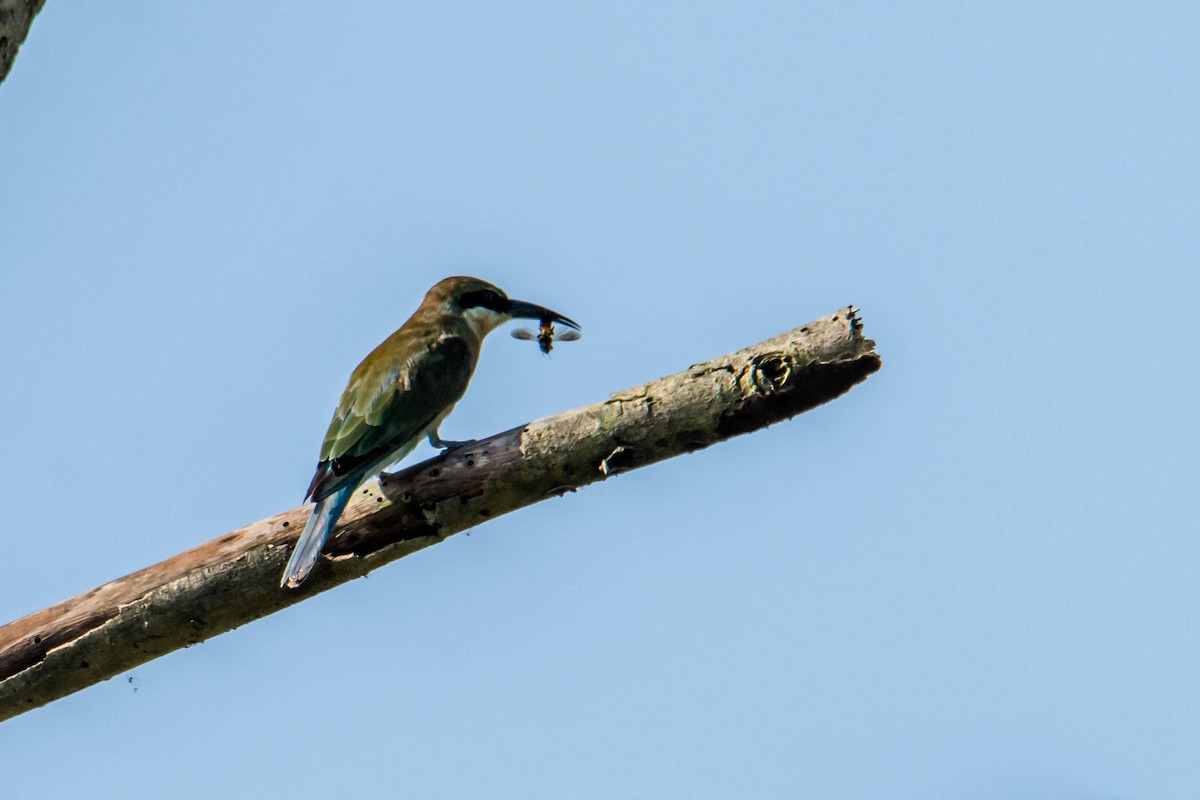Blue-tailed Bee-eater - ML620560174