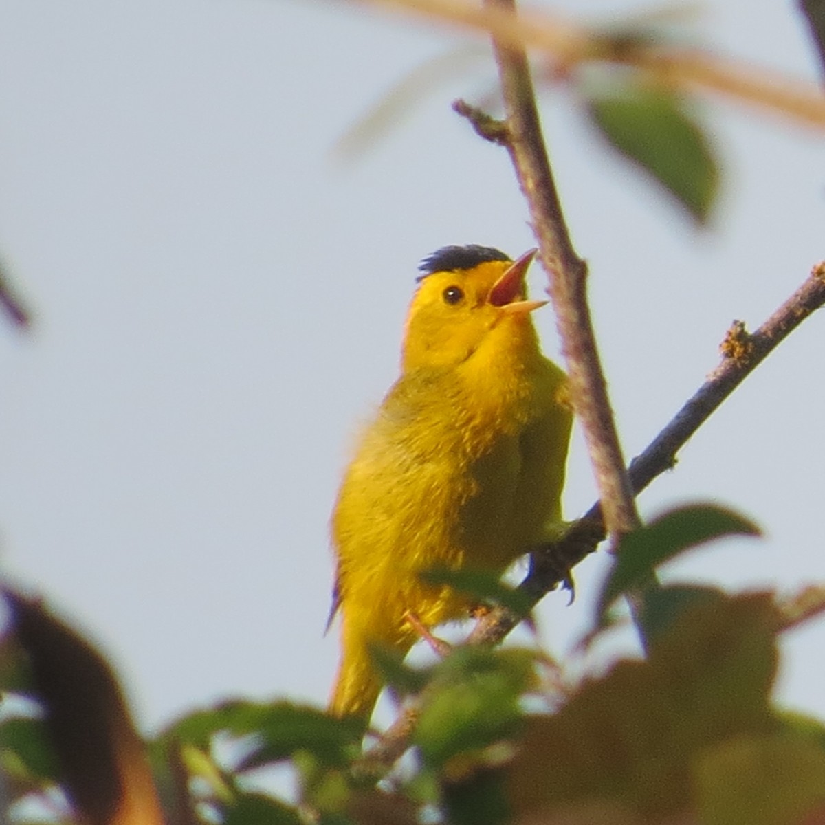 Wilson's Warbler - ML620560175