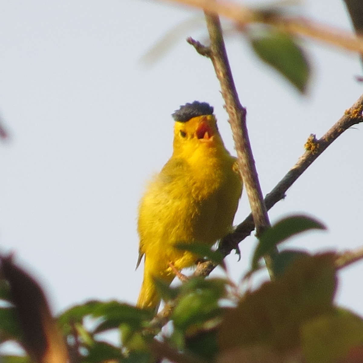 Wilson's Warbler - Mookie Fudemberg