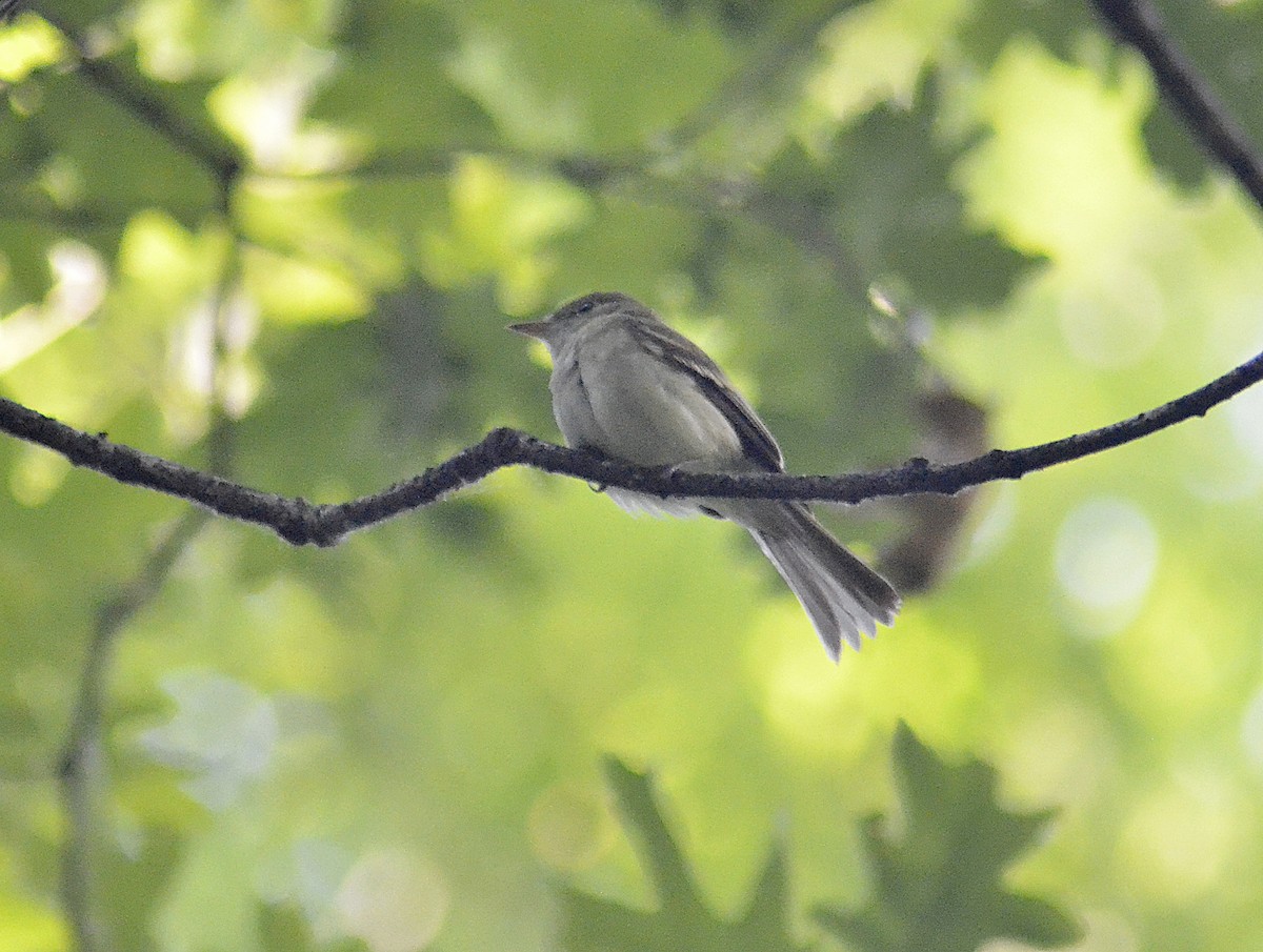 Acadian Flycatcher - ML620560177