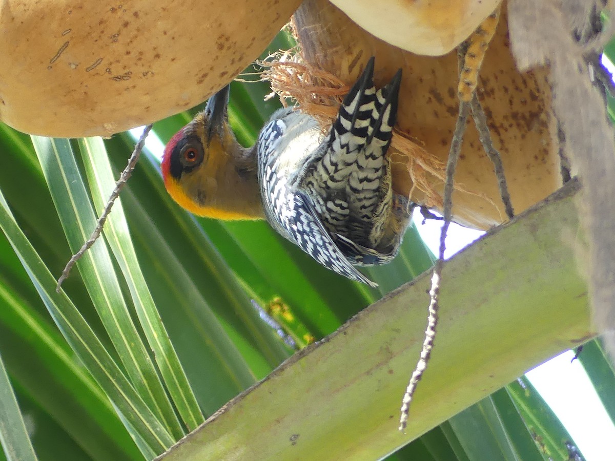 Golden-cheeked Woodpecker - ML620560178