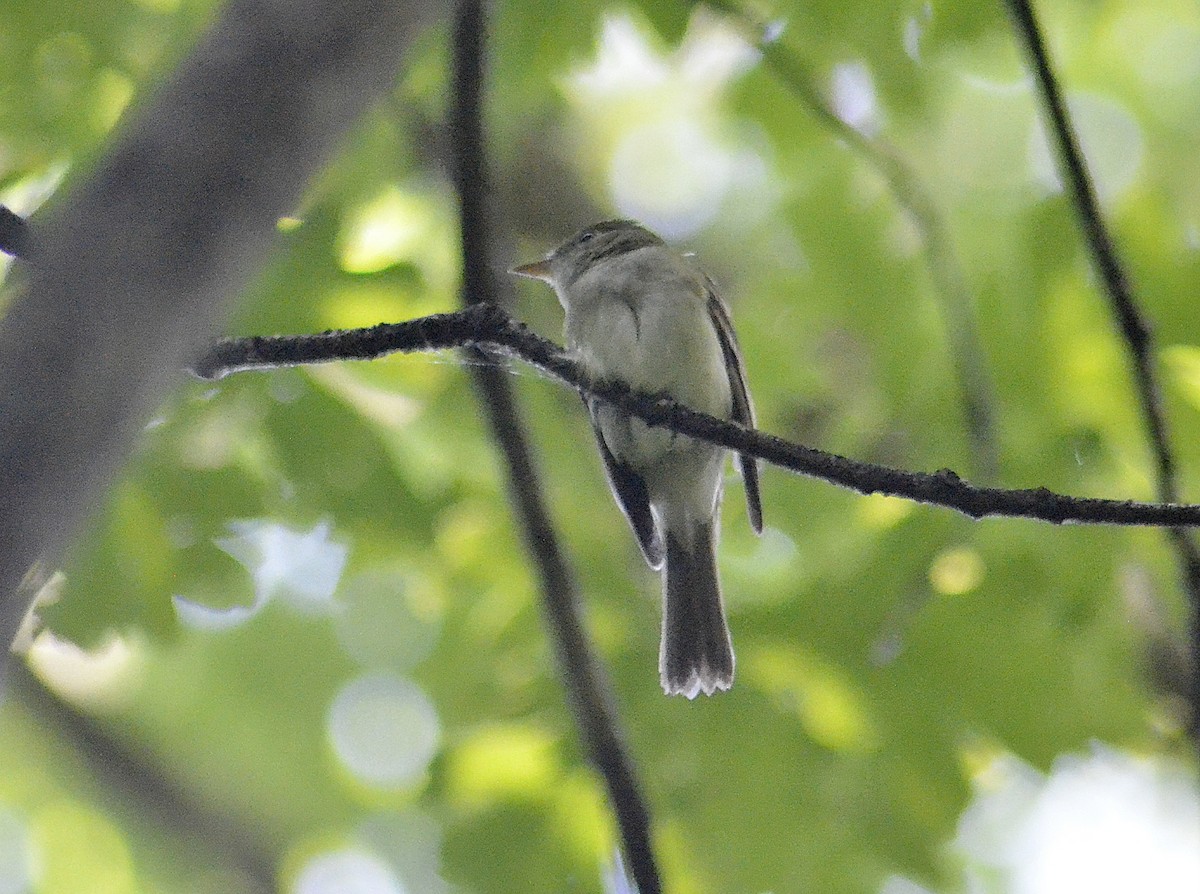 Acadian Flycatcher - ML620560181