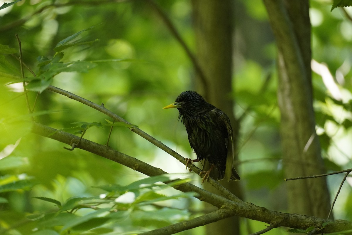 European Starling - ELIF OGRALI