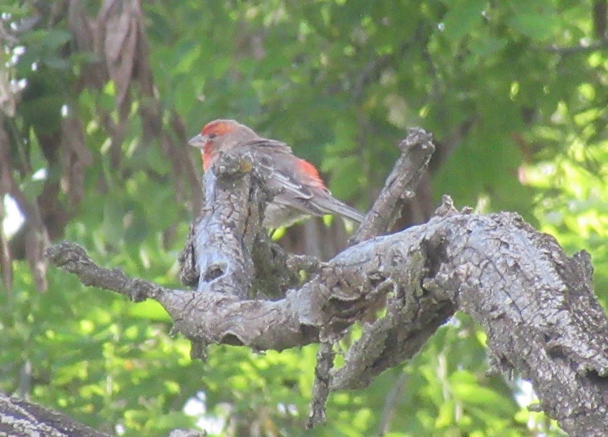 House Finch - ML620560194