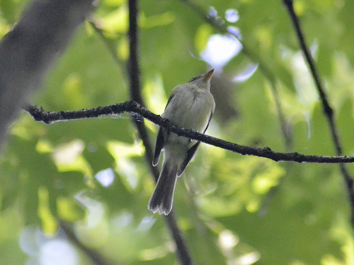 Acadian Flycatcher - ML620560195