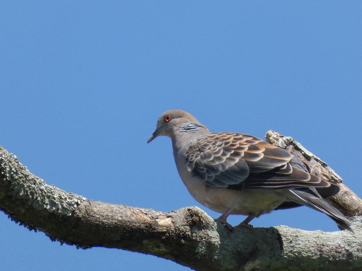 Oriental Turtle-Dove - ML620560196