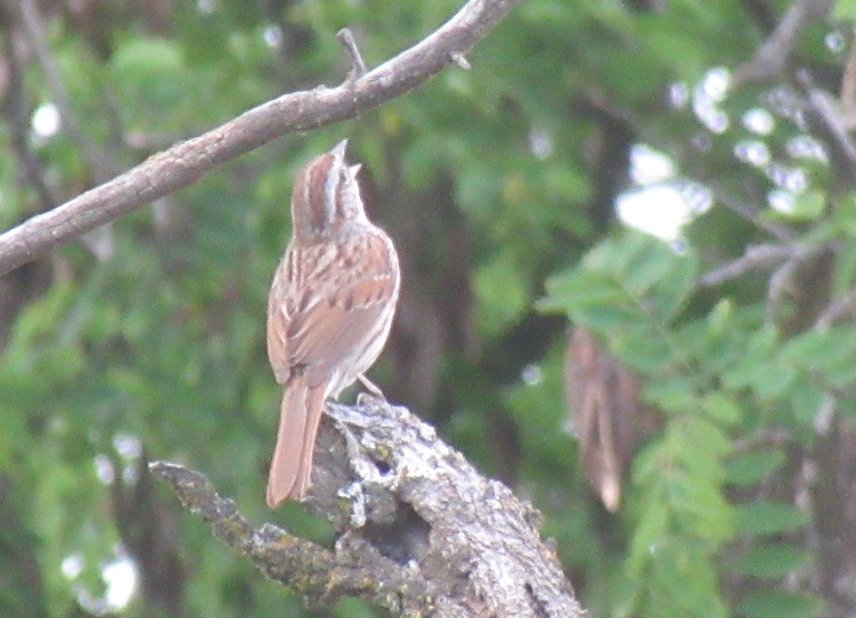 Song Sparrow - ML620560202