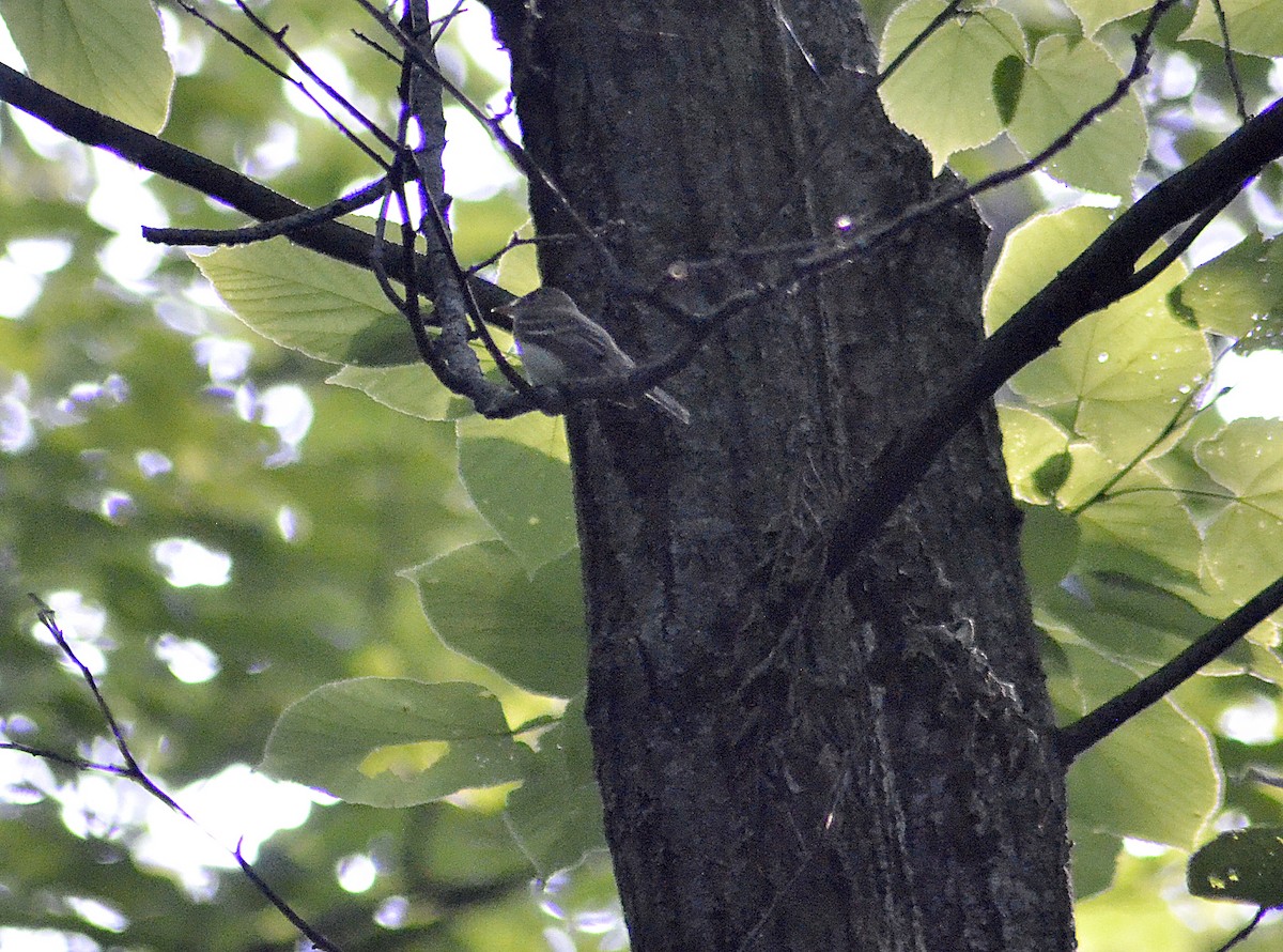 Acadian Flycatcher - ML620560203