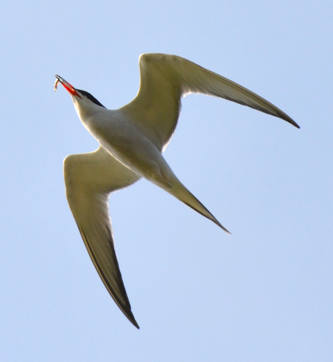 Common Tern - ML620560206