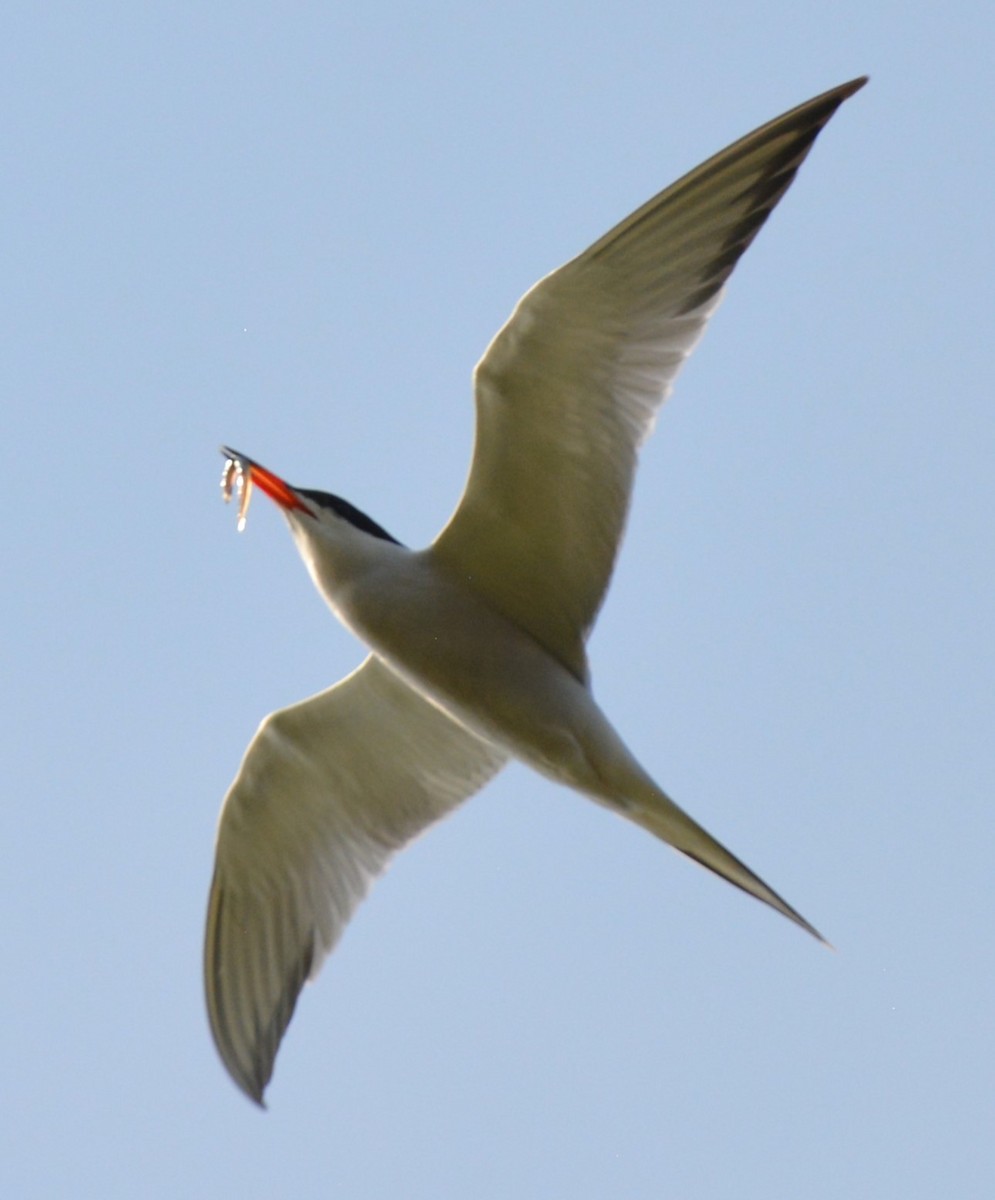 Common Tern - ML620560207