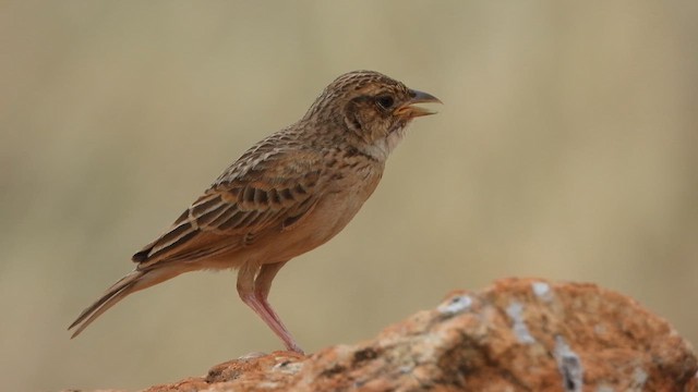 Singing Bushlark - ML620560208